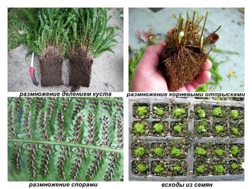 how ferns breed