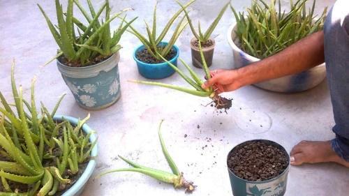 wie man Aloe zu Hause vermehrt