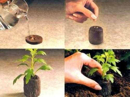 hoe zaden in turftabletten te planten
