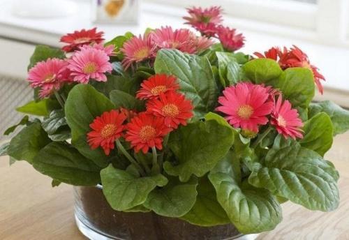 how to care for a gerbera