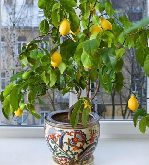 как да се грижим за лимон