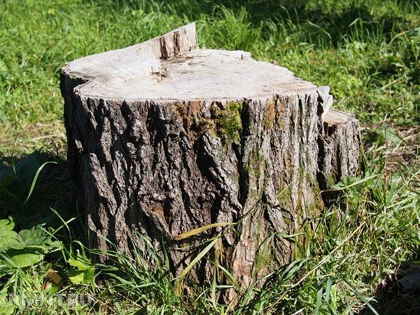 cum să distrugi un copac fără să-l tai