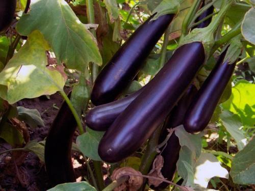 hoe aubergine te laten groeien