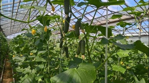 how to grow cucumbers in a greenhouse