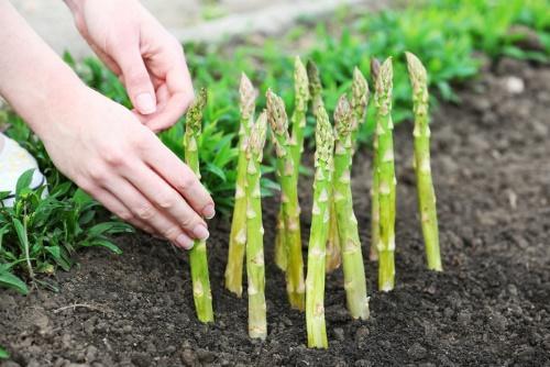 hoe asperges te kweken