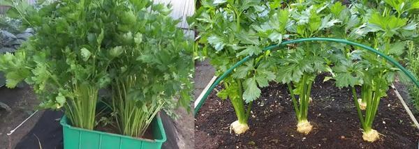 spremanje stabljike celera