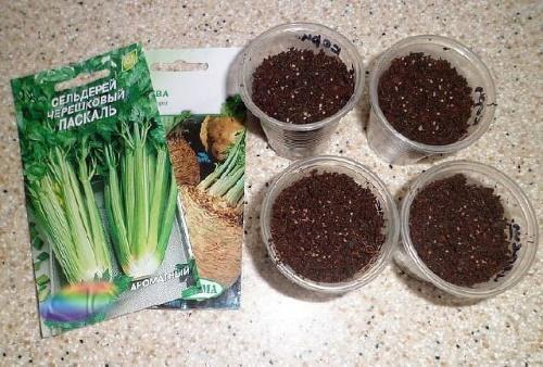 when to plant celery