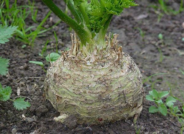 korijen celera
