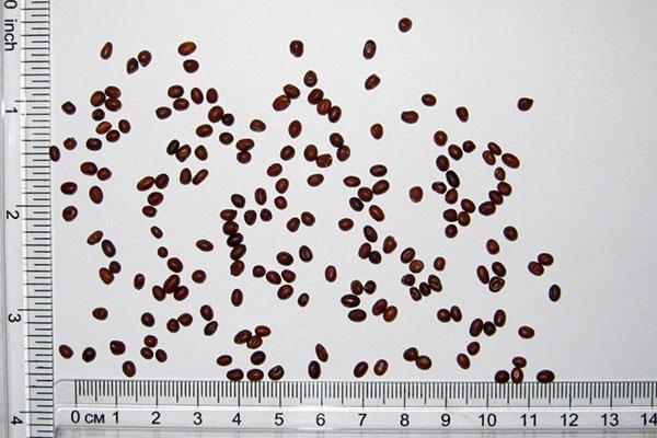 saxifrage seeds