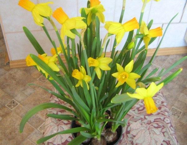 daffodil dalam periuk
