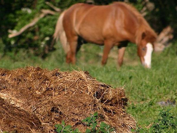 horse manure