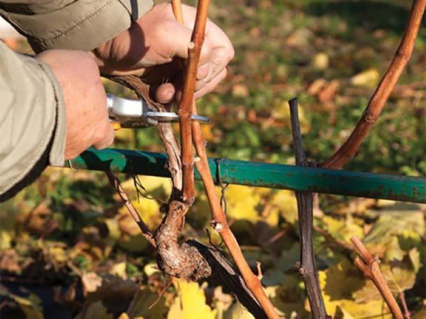pruning grapes in autumn