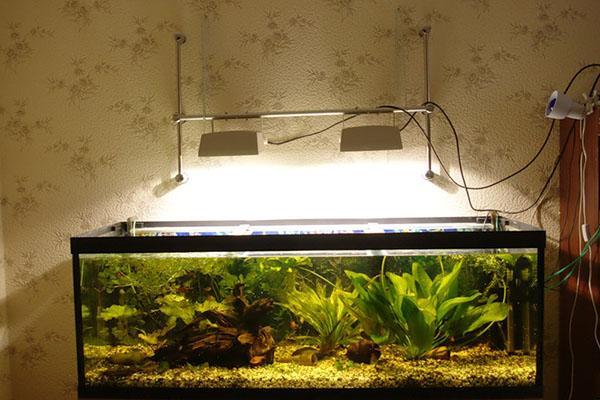 lumière pour les plantes dans l'aquarium