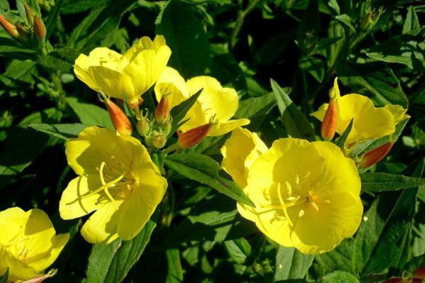 planting and caring for perennial evening primrose