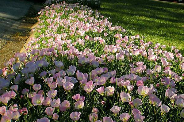 flowerbed with evening primrose