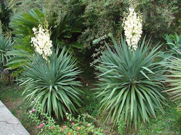 trồng vườn yucca