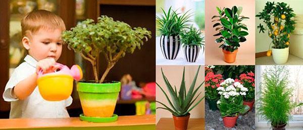 växter för barnrum