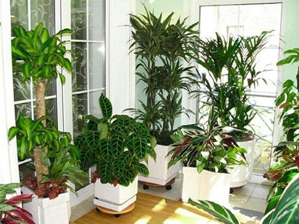 plantas para quarto