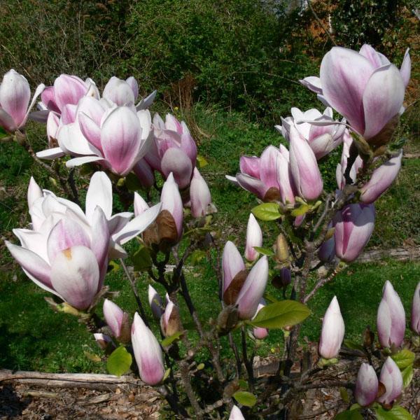 magnolia bloeit in de tuin