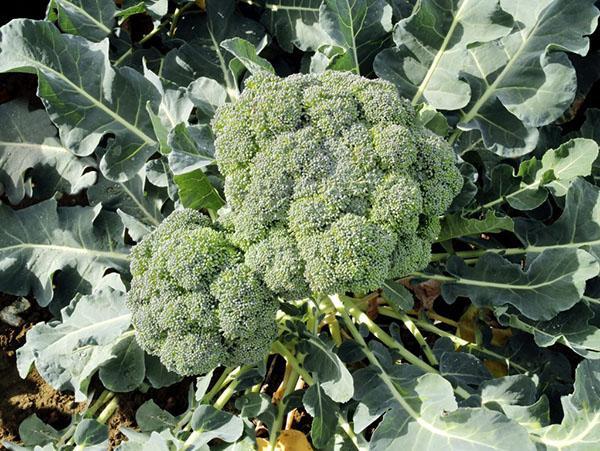 soiuri de broccoli de varză