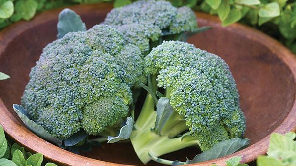 selection of cabbage broccoli