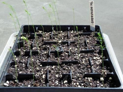semi di asparagi
