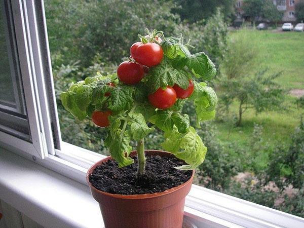 cà chua Dubok trên bậu cửa sổ