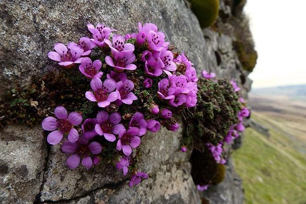 types and varieties of saxifrage