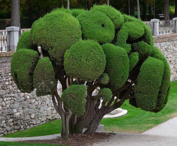 Arten und Sorten von Zypressen für den Garten