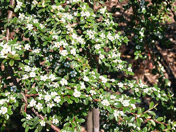 blooming cotoneaster