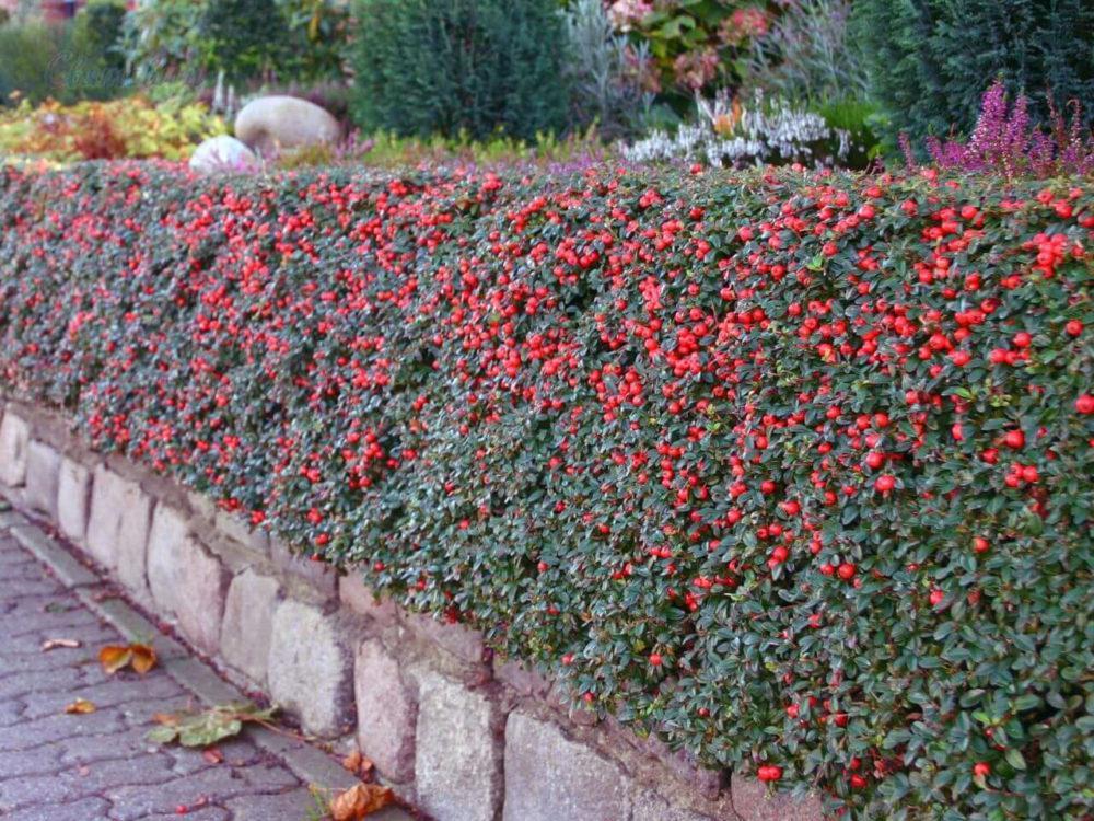 cotoneaster fructifère