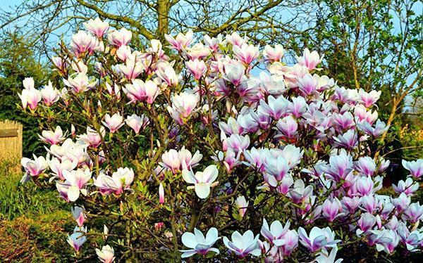 magnolia bloesem