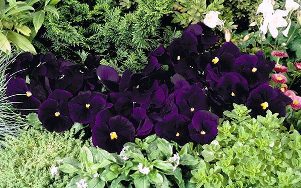 meravigliosa viola in giardino