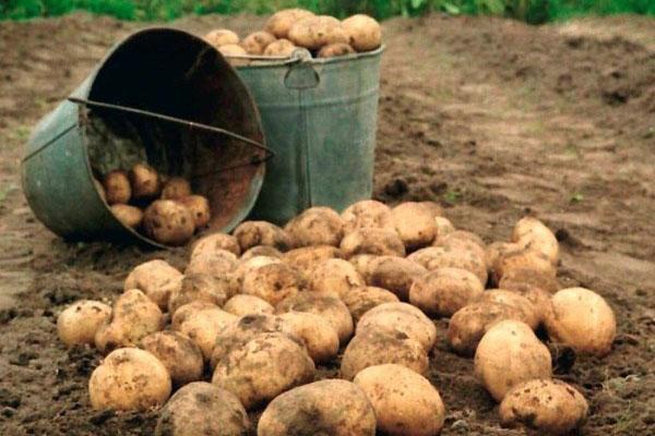 proteção contra vermes para batatas