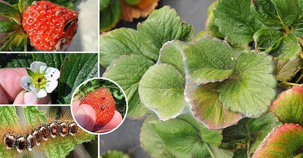 jordgubbar skadedjursbekämpning