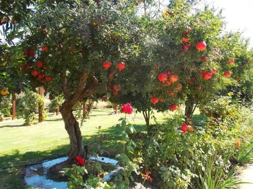 pomegranate in the garden