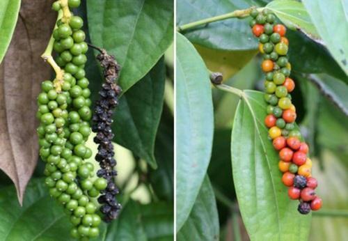 hoe groeit zwarte peper