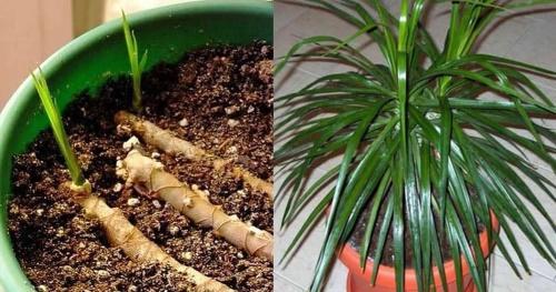 comment propager dracaena