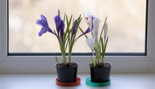 how to care for crocuses at home