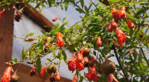 how to grow pomegranate