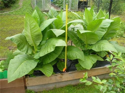 ako pestovať tabak