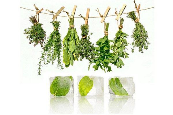 how to prepare herbs for the winter