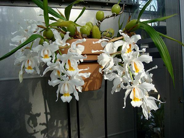celloginova orchidej