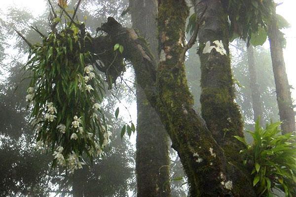 орхидея на целогин в дивата природа