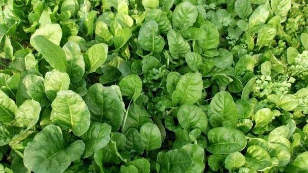 types and varieties of spinach