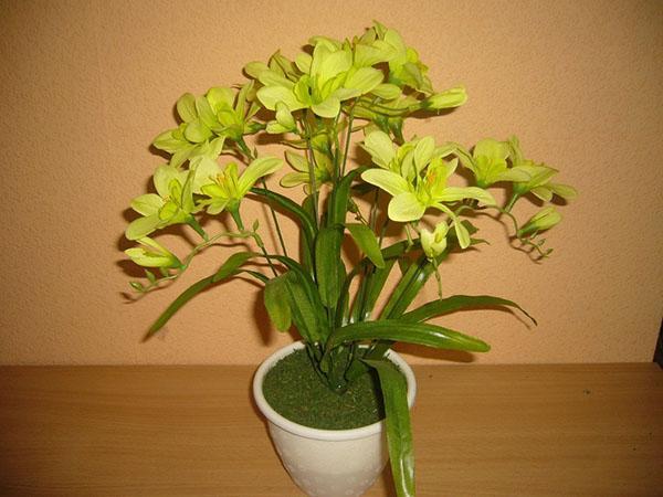 growing freesia at home
