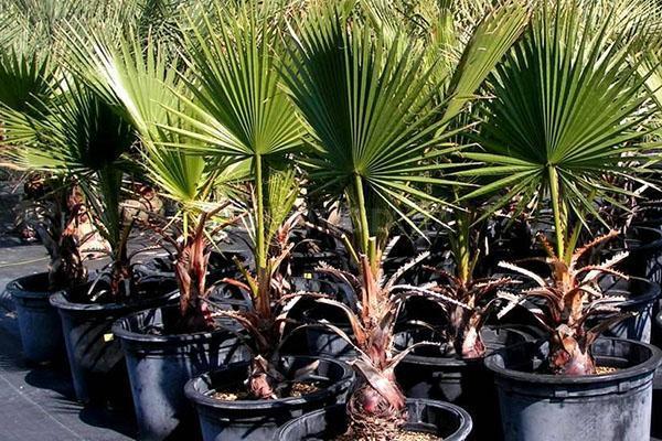 growing palm trees at home