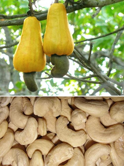 how cashews grow