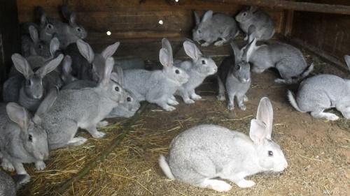 jak hodować króliki