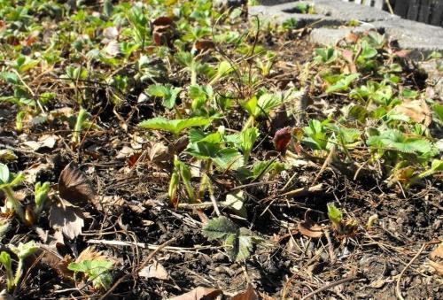 how to care for strawberries in spring